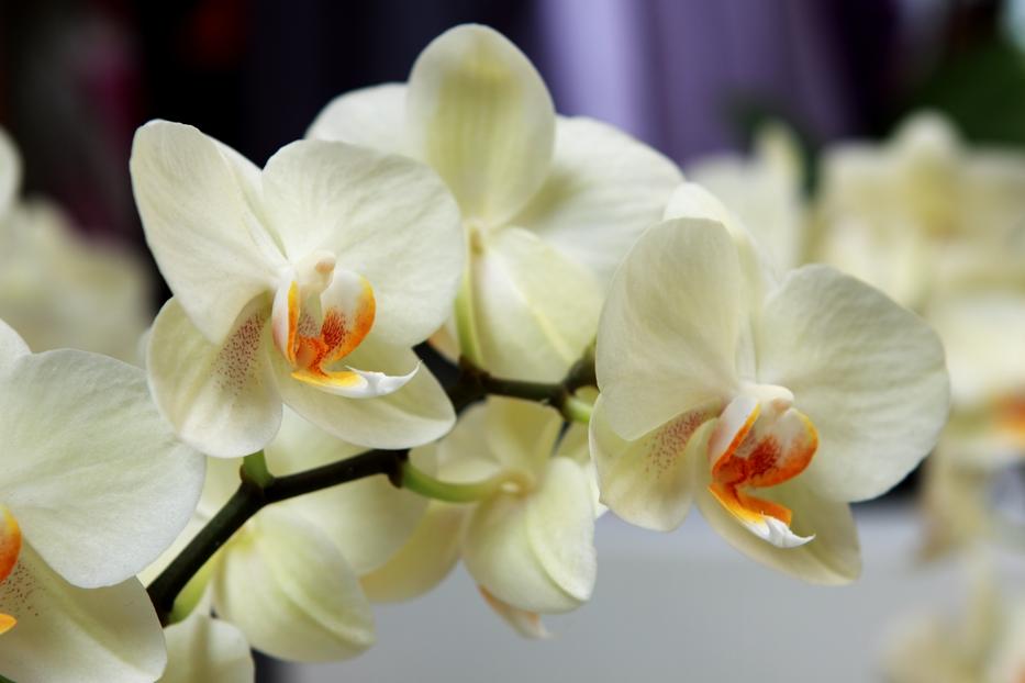 Orchidea / Fotó: Northfoto