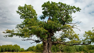 Ma 400 lat i wzbudził podziw na świecie. Dąb Dunin z Podlasia "europejskim drzewem roku"