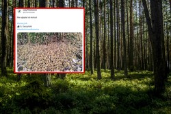 "Nie oglądać do końca!". Filmik Lasów Państwowych przyprawia o gęsią skórkę