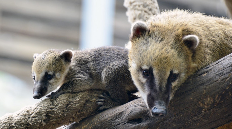 /Fotó: zoobudapest.com -  Bagosi Zoltán