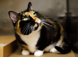 Kot z Kolorado znaleziony po pięciu latach w Nowym Jorku