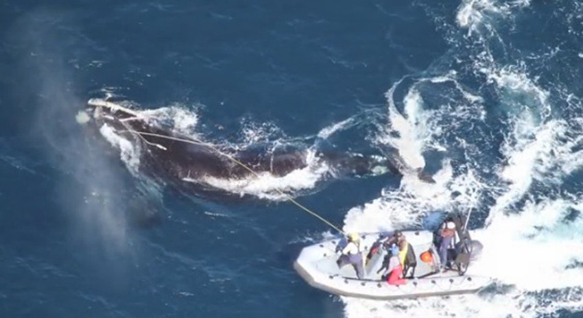 Mada ga ekolozi osuđuju, Japan se bori da sačuva tradiciju lova na kitove