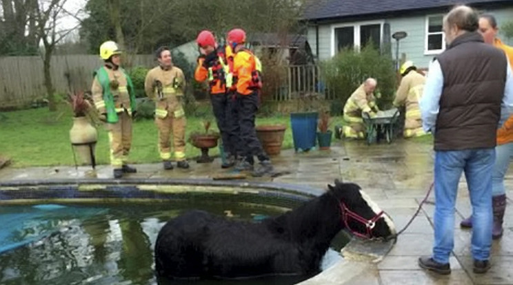 Szegény ló
nem önszántából mártózott meg a medencében – beleesett / Fotó: Northfoto