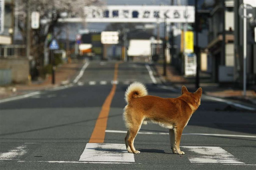 Zwierzątka z Fukushimy