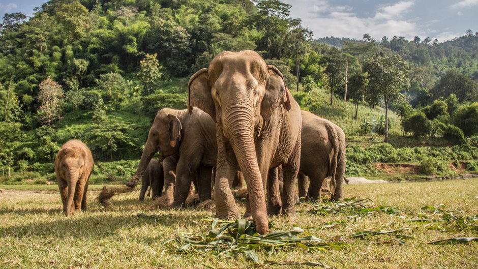 Słonie w Azji (zdj. ilustracyjne)