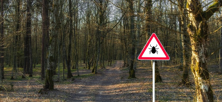 Inwazja kleszczy w Polsce. Jak się skutecznie chronić przed kleszczami?