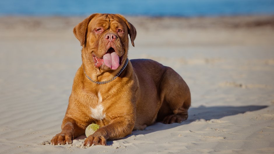 Dogue de bordeaux - otsphoto/stock.adobe.com