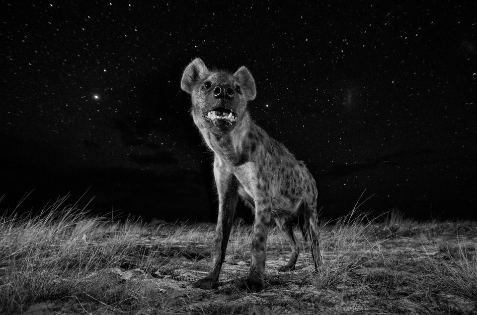 Pierwsze miejsce, kat. natura. Autor: Will Burrard-Lucas, Wielka Brytania.