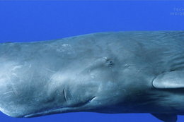 Te odchody wieloryba są wyjątkowe. Mogą kosztować 30 razy więcej niż srebro