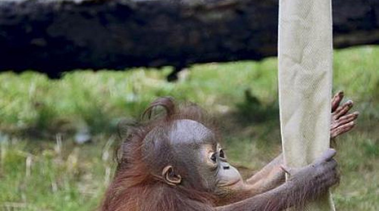 Tanuló orangutánkölyök