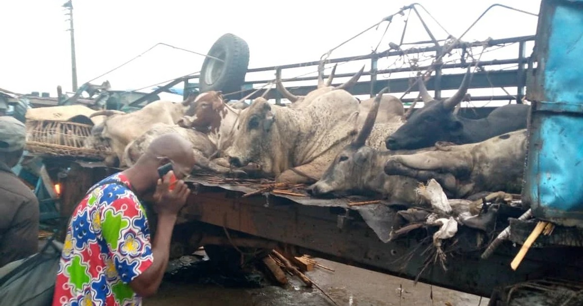 7 injured, cows die in multiple accidents on Lagos-Ibadan Expressway - Vimarsana News