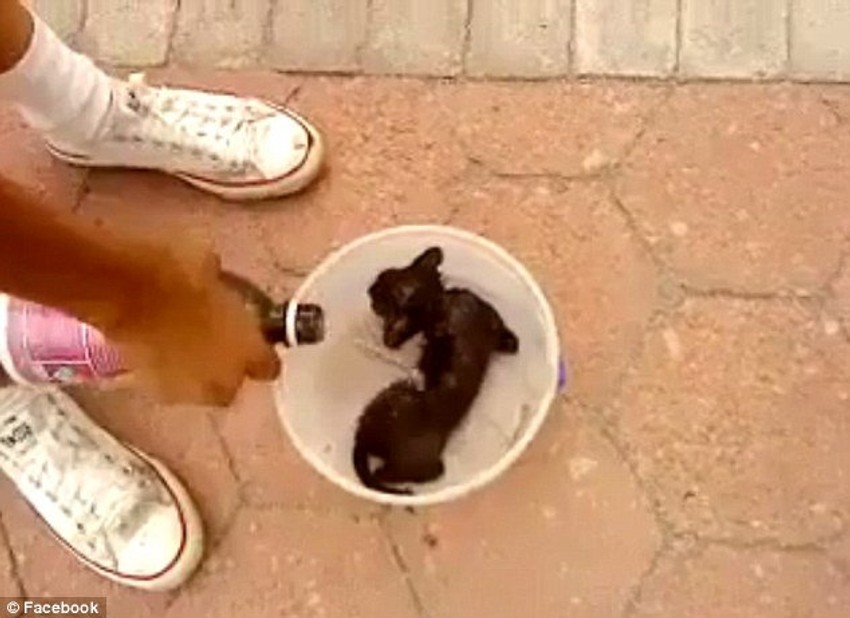 Mače su polili benzinom i zapalili