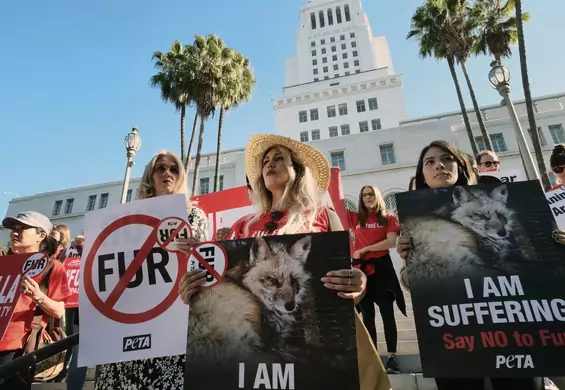 Kolejny sukces obrońców zwierząt. Los Angeles zakazuje produkcji i sprzedaży naturalnych futer