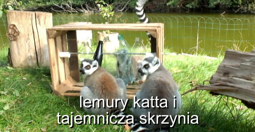 Lemury z zoo mają nową zabawkę