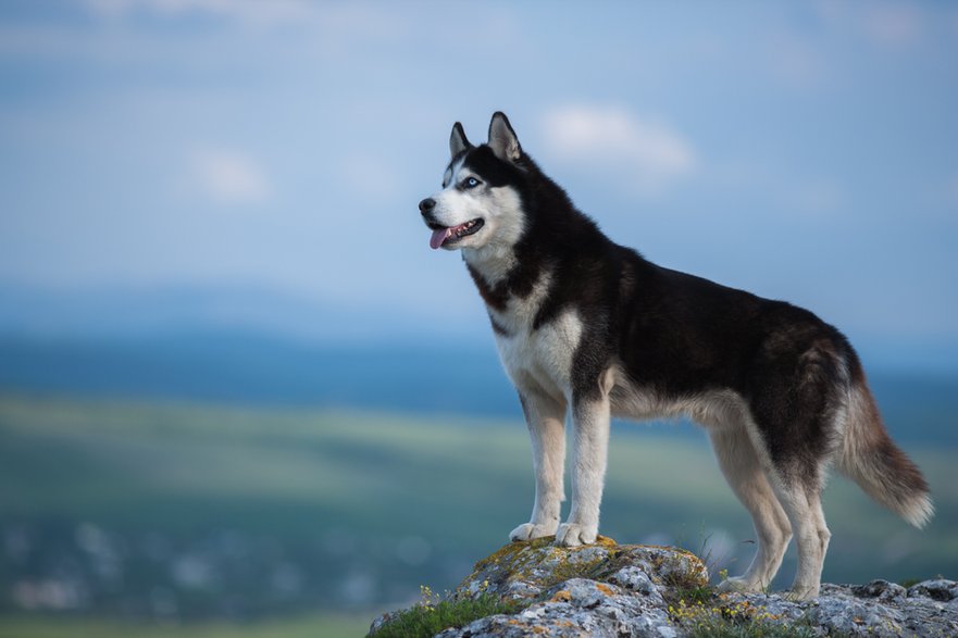 Husky syberyjski występuje w wielu wariantach umaszczeń - sir_j/stock.adobe.com