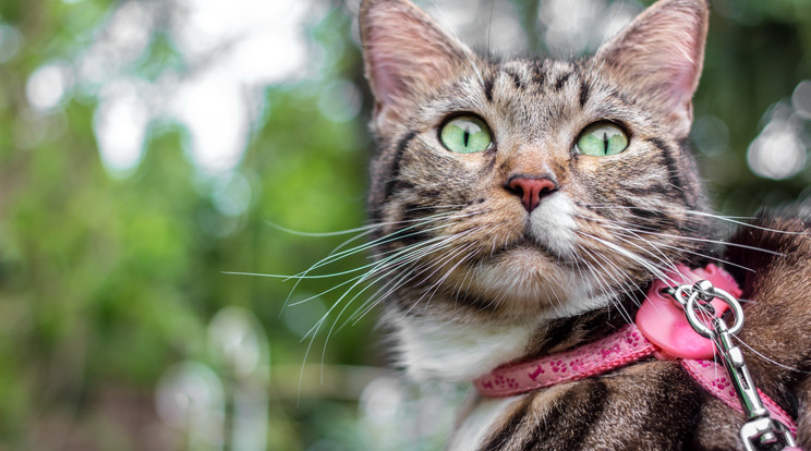 A lakásban élő macskák többsége könnyen megijed az utcai zajoktól, a szakértő szerint felesleges is kitenni a stressznek /Fotó: Shutterstock