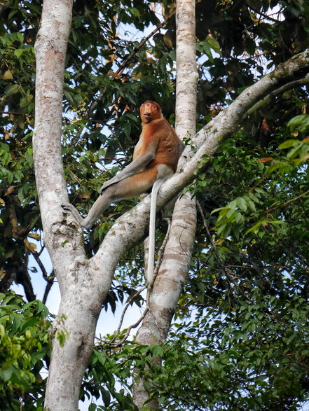 Dzika przyroda w Malezji zachwyca. Tu nosacz sundajski spotkany na Borneo.