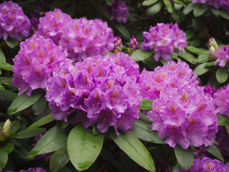 Różanecznik (Rhododendron)