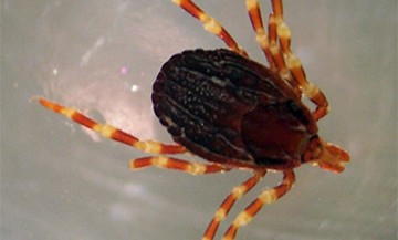 Hyalomma marginatum 