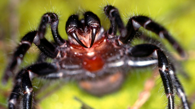 Australia: inwazja jadowitych pająków