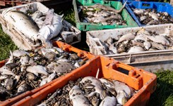 Meklemburgia ujawnia wyniki badań z Zalewu Szczecińskiego