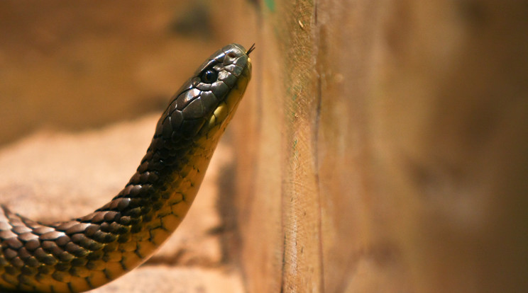 Gyilkolt volna a kígyó/Fotó:Shutterstock