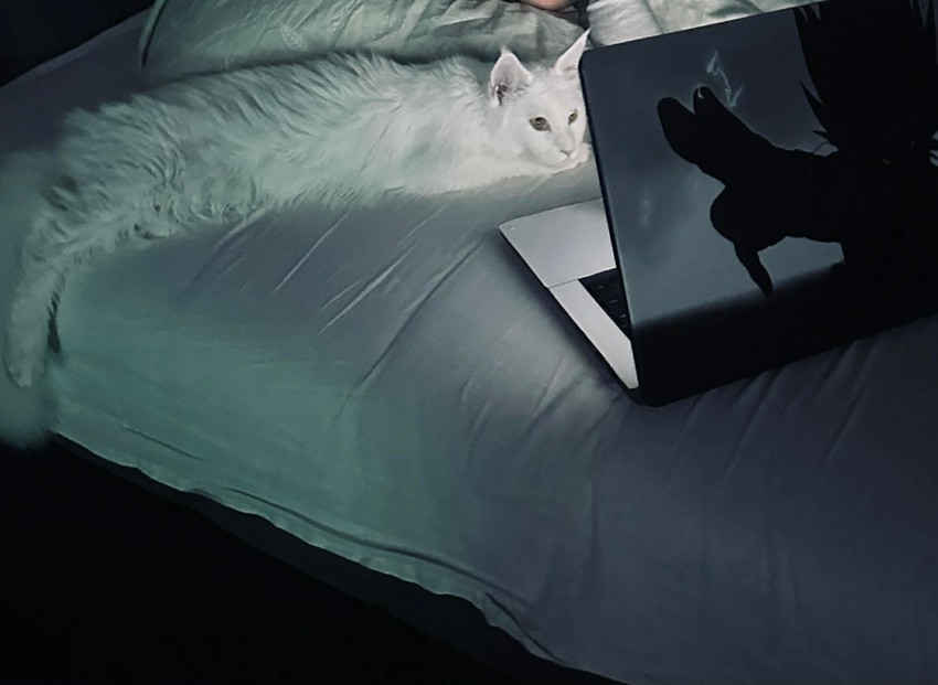 Mejn Kun (Maine Coon) je inače jedna od najvećih rasa mačaka