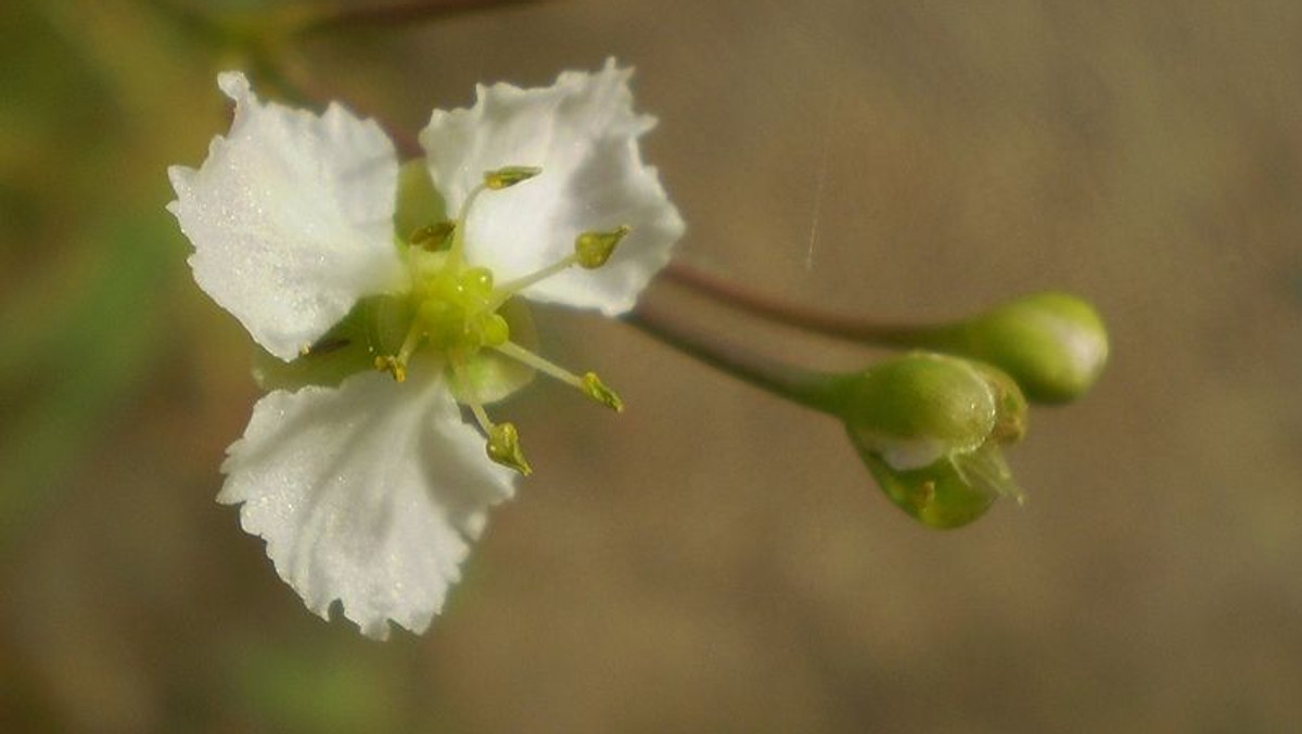 Na Ziemi Lubuskiej, w rejonie Międzyrzecza znajduje się jedyne z Polsce naturalne stanowisko kaldezji dziewięciornikowatej - skrajnie zagrożonej wyginięciem rośliny wodnej. Przyrodnicy monitorują je i pielęgnują, aby poprawić warunki mikrosiedliskowe kaldezji.