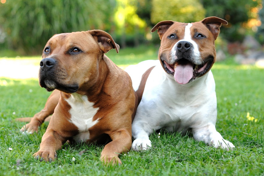 Staffordshire bull terrier