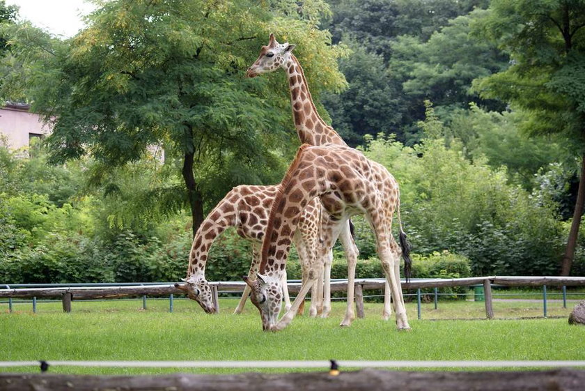 Żyrafy Suri i Hana na wybiegu w Łódzkim Zoo
