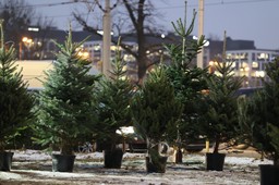 ile wydamy na choinkę w tym roku? sezon świąteczny w polskich domach już się rozpoczął. oto ceny