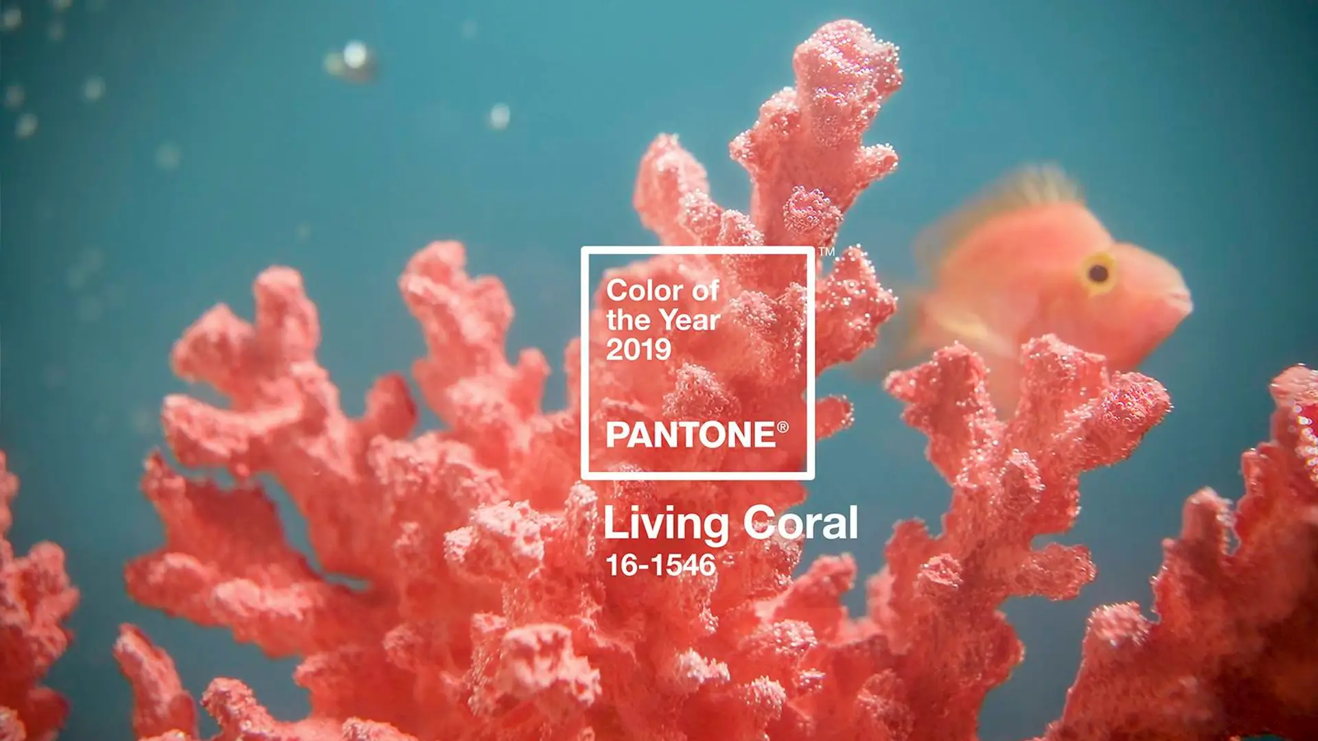 Afirmujący życie. PANTONE wybrał kolor roku 2019