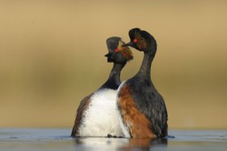 Skrzydlaci bohaterowie fotograficznych wypraw