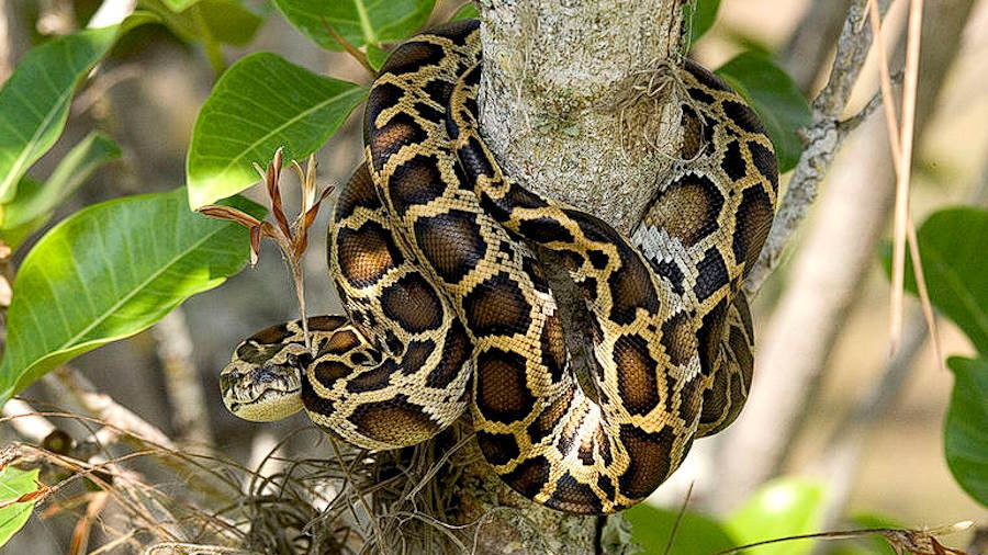 Stek z węża? Mięso pytona może być zrównoważonym, wysokiej jakości źródłem białka, fot. Everglades NPS from Homestead, Florida, United States, Public domain, via Wikimedia Commons