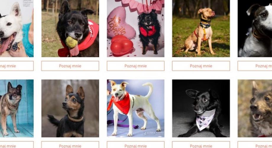 #MiłośćSzczeka: Sympatia.pl wspiera adopcje psów ze schroniska. Każdy z nich ma swój randkowy profil!