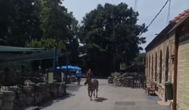 Odbegla zebra u Beo Zoo Vrtu
