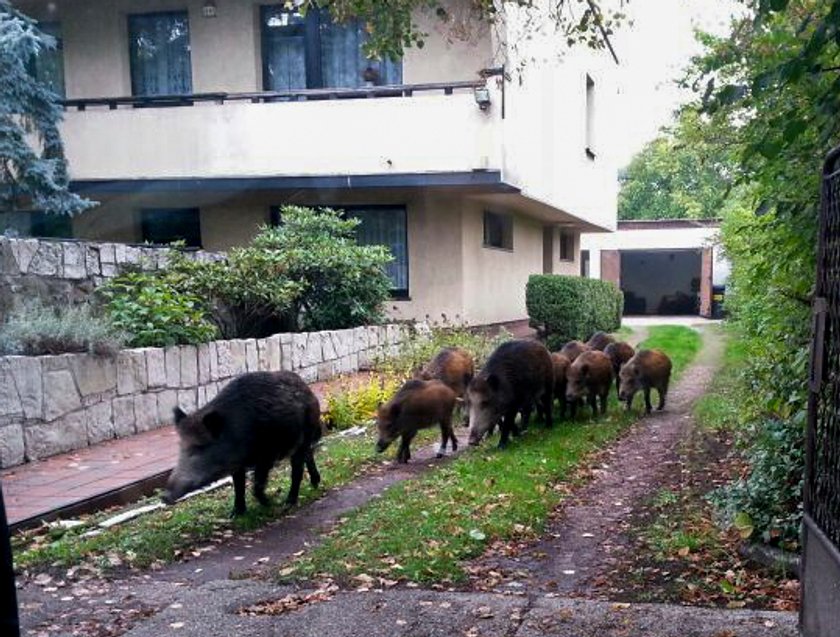 Strzelanie do dzików w Katowicach