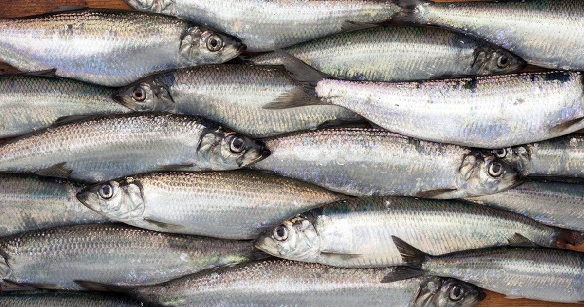 Pięć najzdrowszych gatunków ryb. Jedz je nie tylko od święta