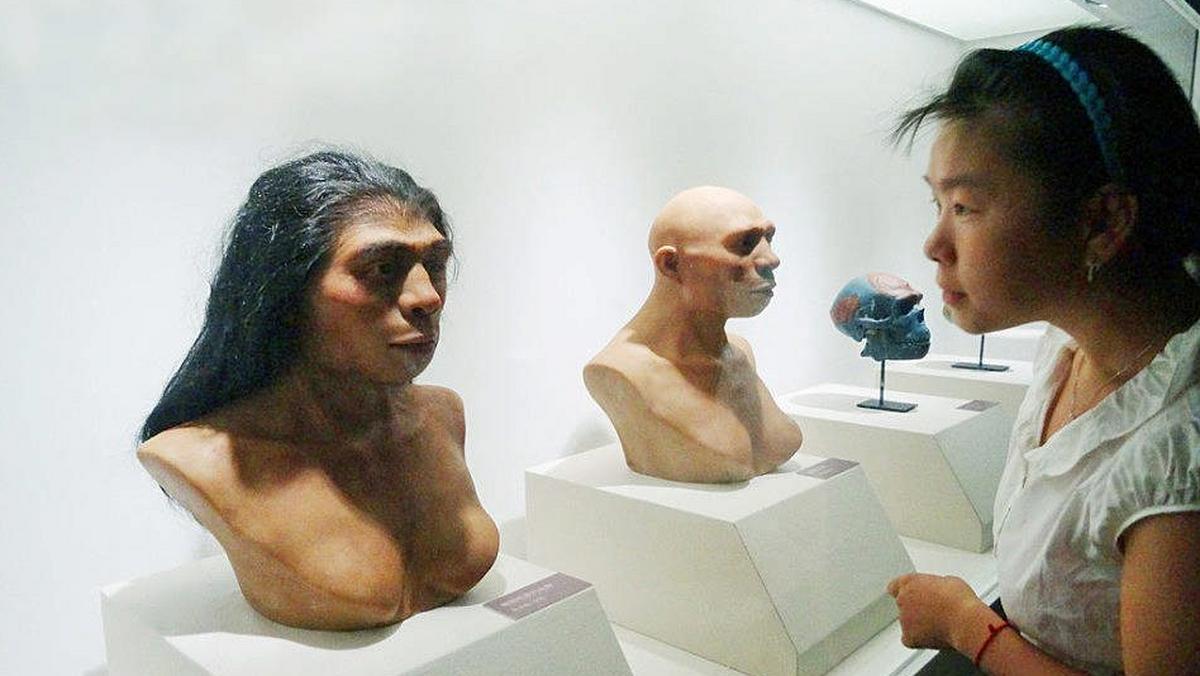 Homo erectus