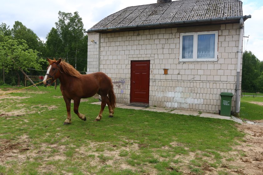 Koń wszedł do kuchni