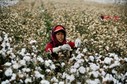 COTTON ECONOMY AGRICULTURE