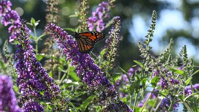Zrób to z budleją po zimie. Latem będzie uginać się od kwiatów