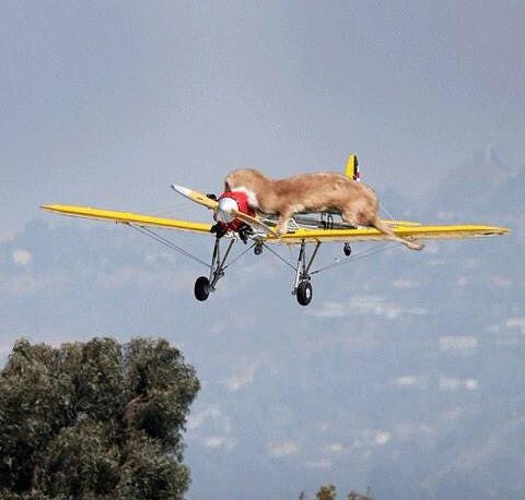 Wypadek Harrisona Forda w memach