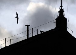 Czy wybrano papieża 2025? Czy dzisiaj zobaczymy biały dym i poznamy nowego papieża? Czy kardynałowie wybiorą nowego papieża?