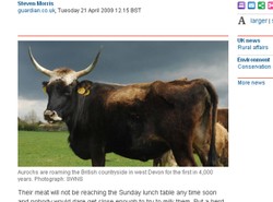 Nazistowskie bydło najechało Anglię