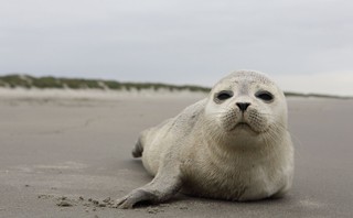 Samorządy wspierają działania Błękitnego Patrolu WWF. Foki, morświny i inne zwierzęta nad Bałtykiem pod czułą ochroną wolontariuszy