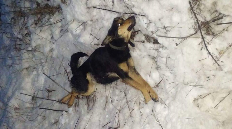 A szerencsétlen kutya gerinctörötten hevert a hóban / Fotó: Kéz a Mancsért