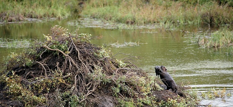 Warmia i Mazury: wilki i bobry przyczyną milionowych szkód