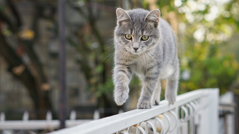 b8ak9kpTURBXy9hNWM3YTFkNDczODAxMjQ4YWRmN