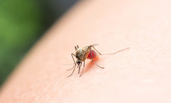 Jak korzystać ze środków odstraszających komary? Ekspert mówi, co najlepiej odstrasza komary